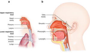 Read more about the article Amoxicillin 250mg