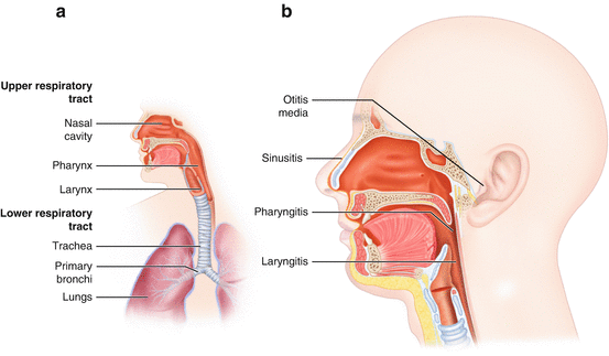 You are currently viewing Amoxicillin 250mg